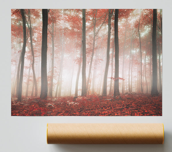 Red Misty Woods