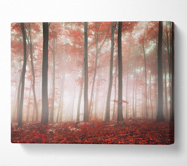 Red misty woods