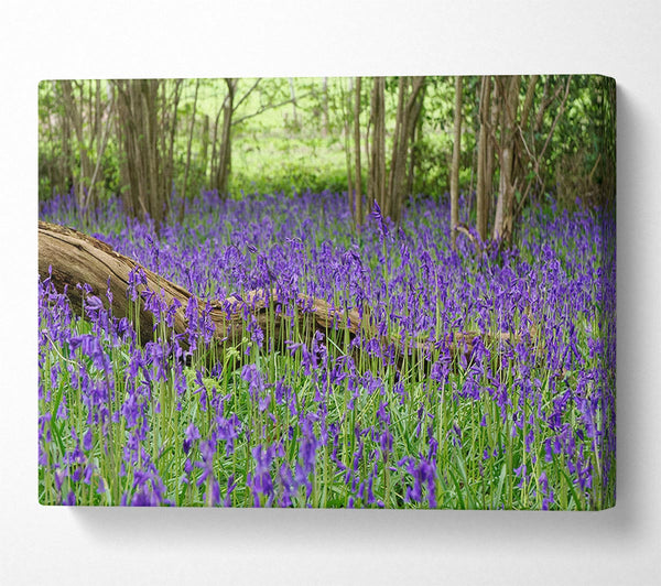 Purple flowers in the meadow