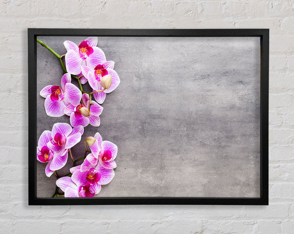 Pink Orchids on grey