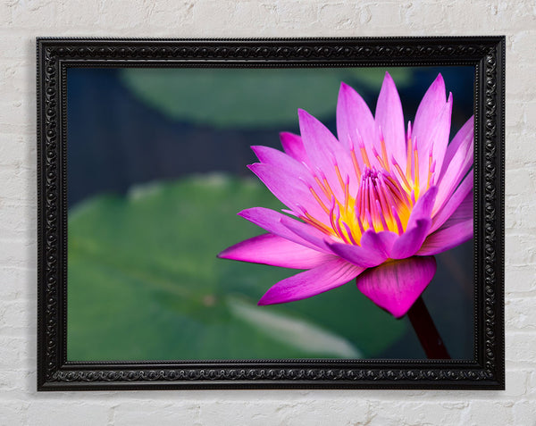 Lotus flower up close pink