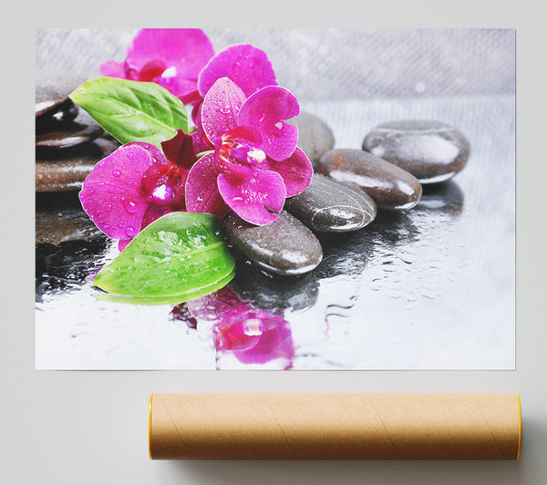 Orchids On The Wet Pebbles