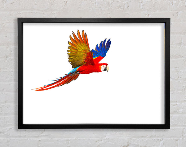 parrot in flight