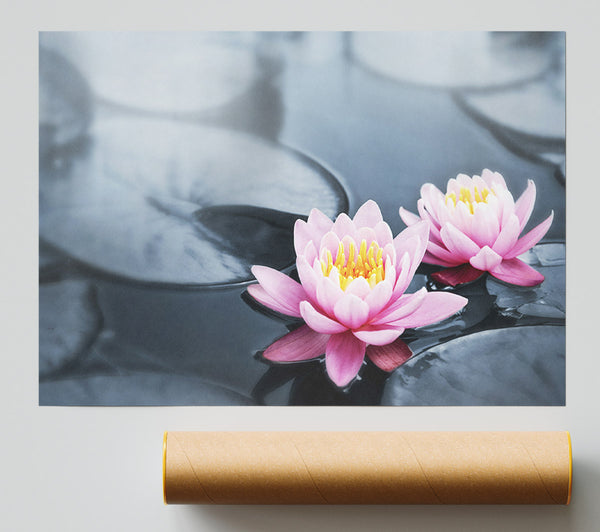 Flowers On The Water Floating