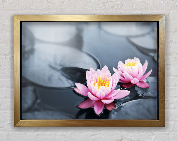 Flowers on the water floating