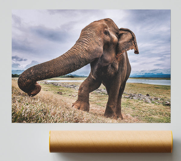 Elephant Coming Up Close