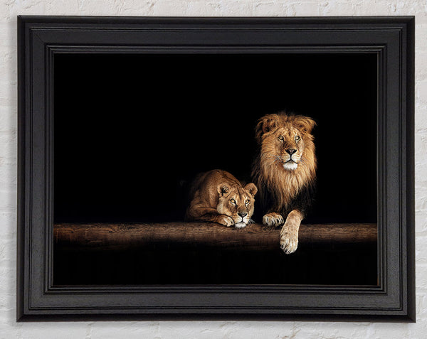 Lions resting in the dark