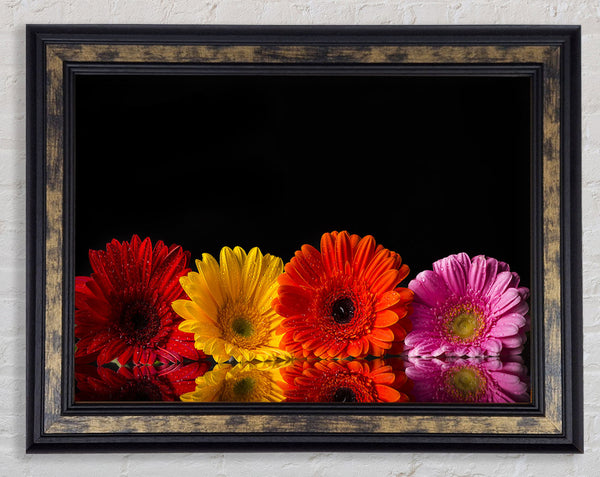 Multi coloured gerberas