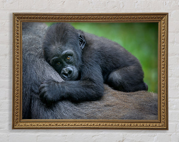 Baby gorilla Holding on