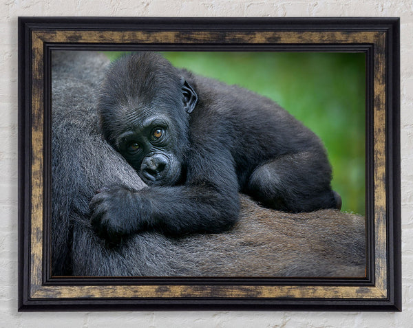 Baby gorilla Holding on