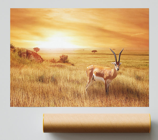 Gazelle In The Grasslands