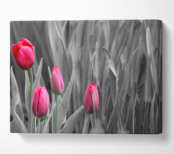 Pink tulips black and white