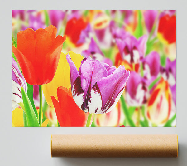 Colourful Tulips In Up Close