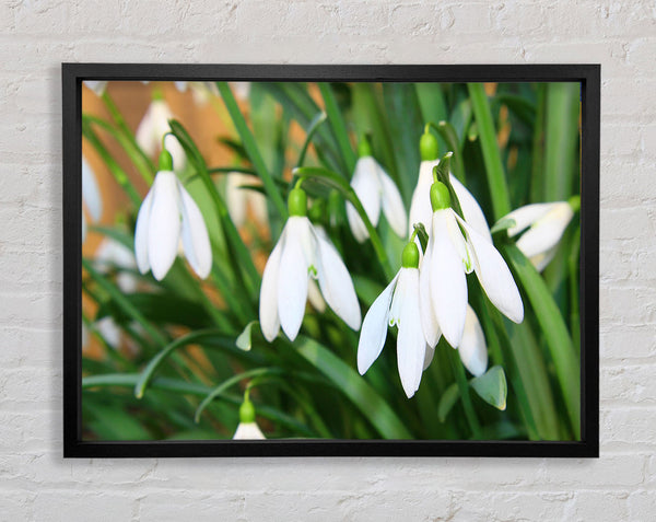 White snowdrops falling down