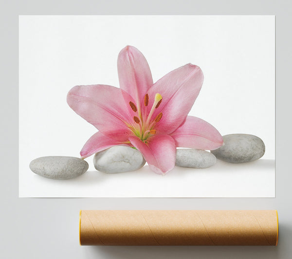 Pink Lilly On Grey Pebbles