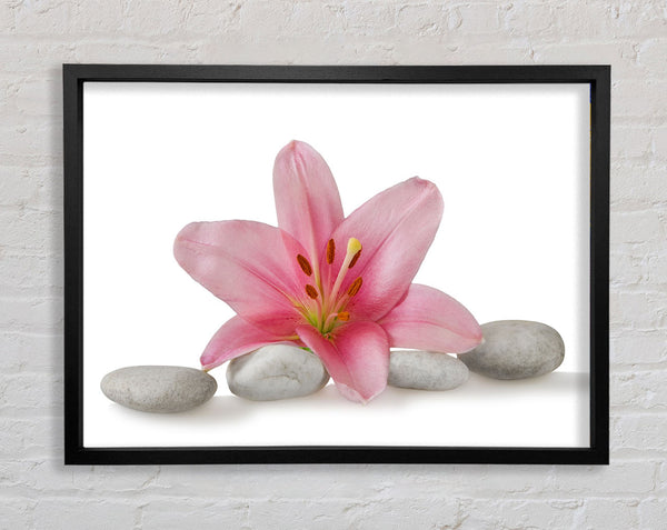 Pink Lilly on grey pebbles