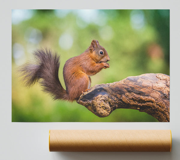 Squirrell Eating Nuts On Branch