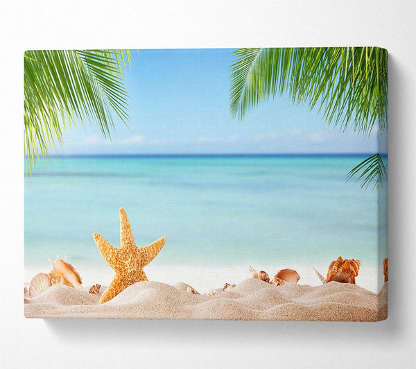 Starfish on the beach scene