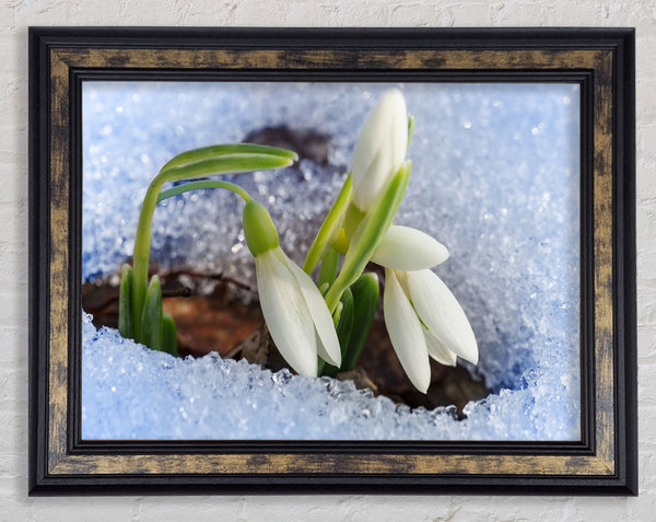 White snowdrops peering through the snow