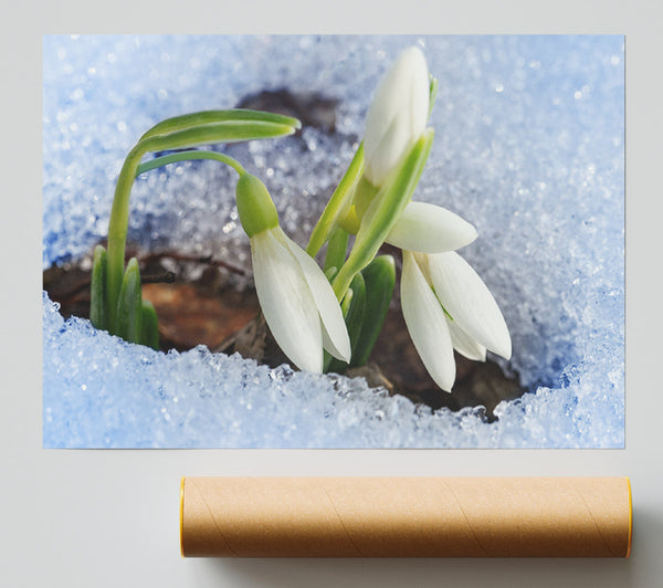 White Snowdrops Peering Through The Snow