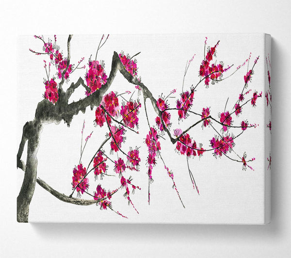 Cherry blossom illustration