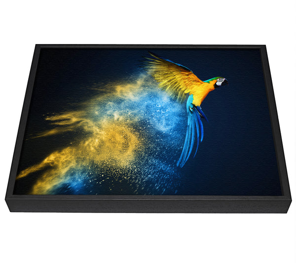 A picture of a powder parrot take off framed canvas print sold by Wallart-Direct.co.uk