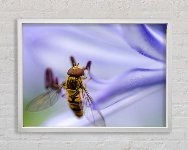 Hover fly on a purple flower