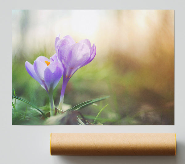 Purple Crocus In Soft Focus