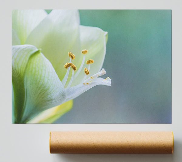 White Flower With Pollen