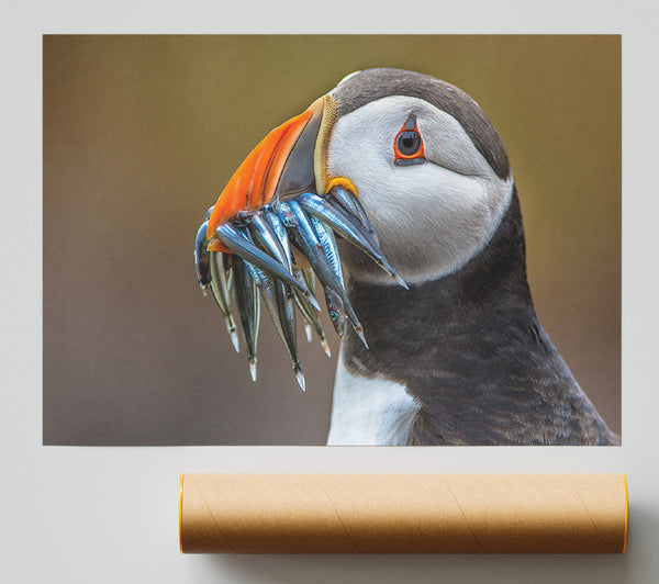 Puffin With A Mouthall Of Fish