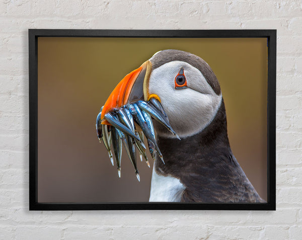 Puffin with a mouthall of fish