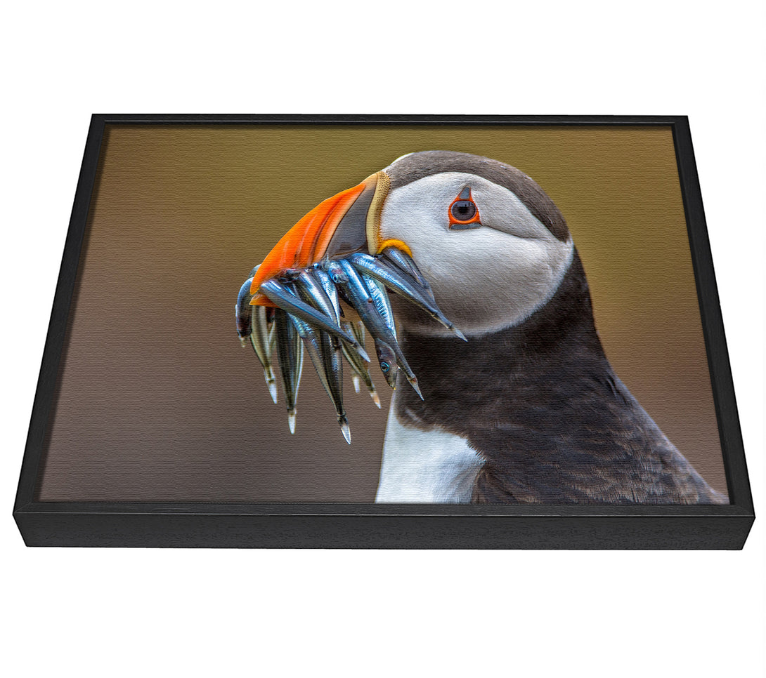 A picture of a Puffin with a mouthall of fish framed canvas print sold by Wallart-Direct.co.uk