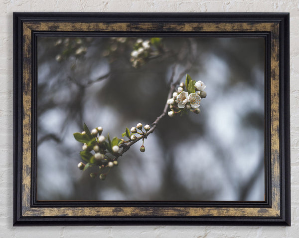 White blossom tree in soft focus