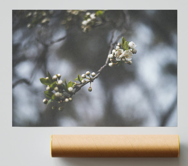 White Blossom Tree In Soft Focus