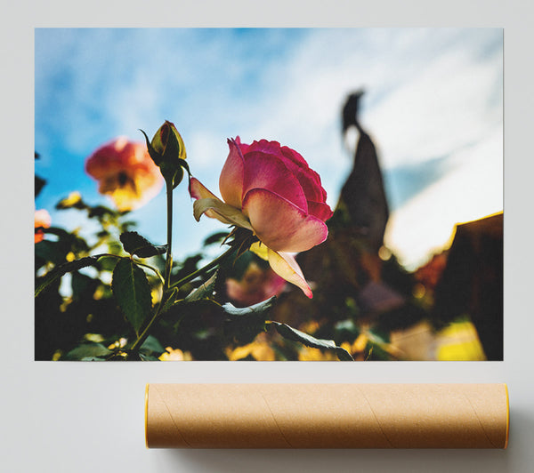 Red Rose Sunning