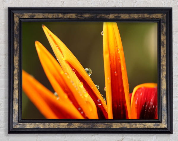 Water droplets on a yellow flower