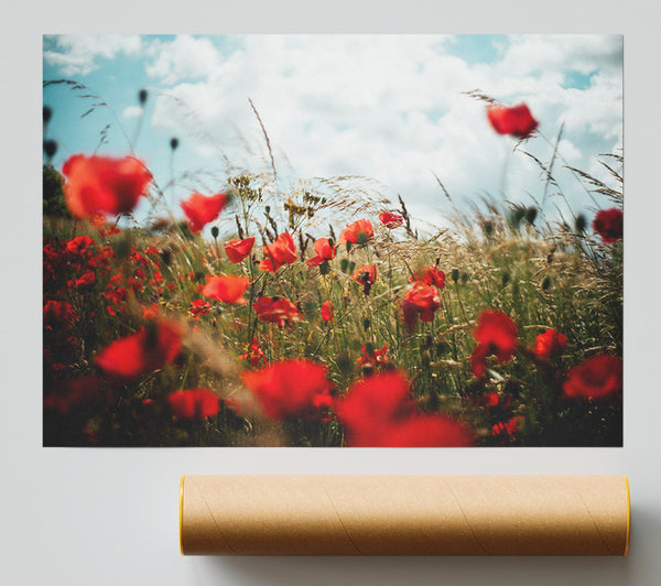 Red Poppies Reaching The Sky