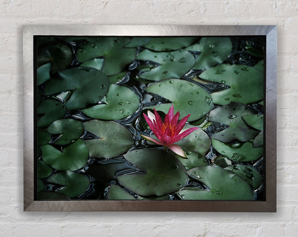 Lotus peering above the lilly pads