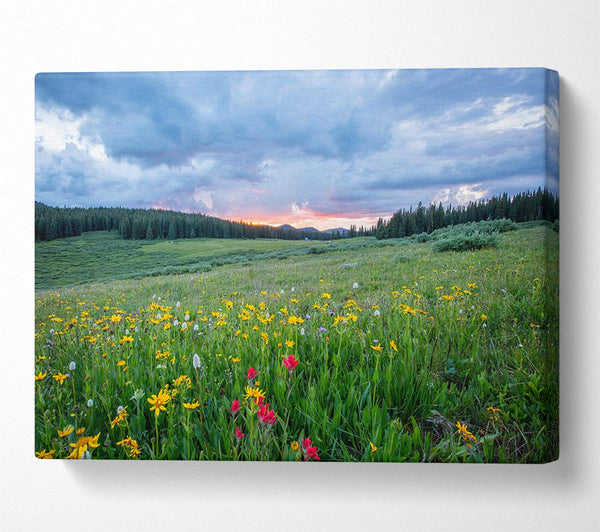 Spring meadow between the trees