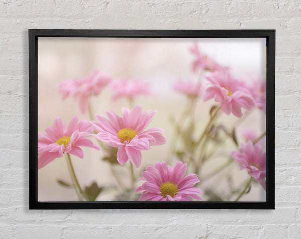 Pink flowers in soft light