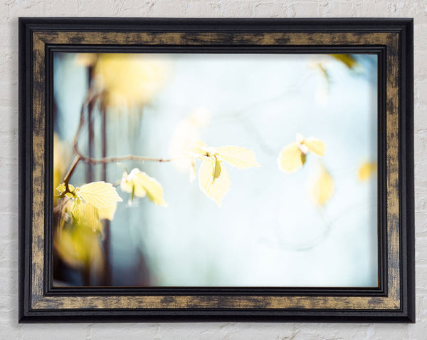 Bleached leaves