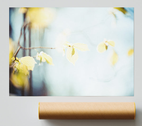 Bleached Leaves