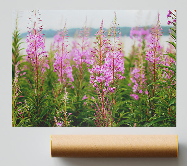 Pink Flowers In Front Of The Stream