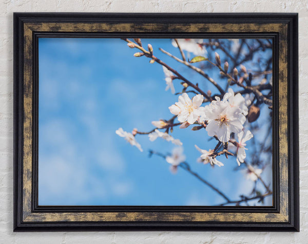 White blossom flowers  off a branch