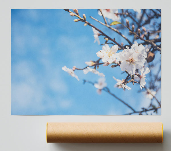 White Blossom Flowers  Off A Branch