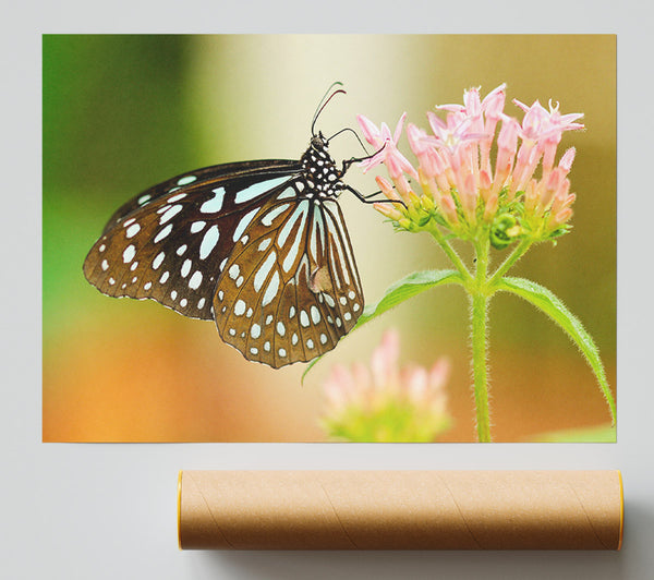 Butterfly Feeding Time