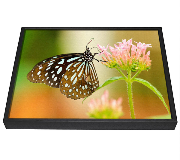 A picture of a Butterfly feeding time framed canvas print sold by Wallart-Direct.co.uk