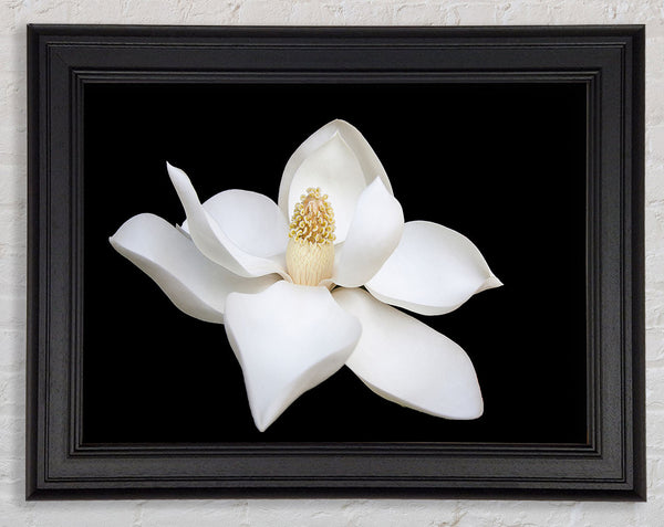 White flower on black delicate