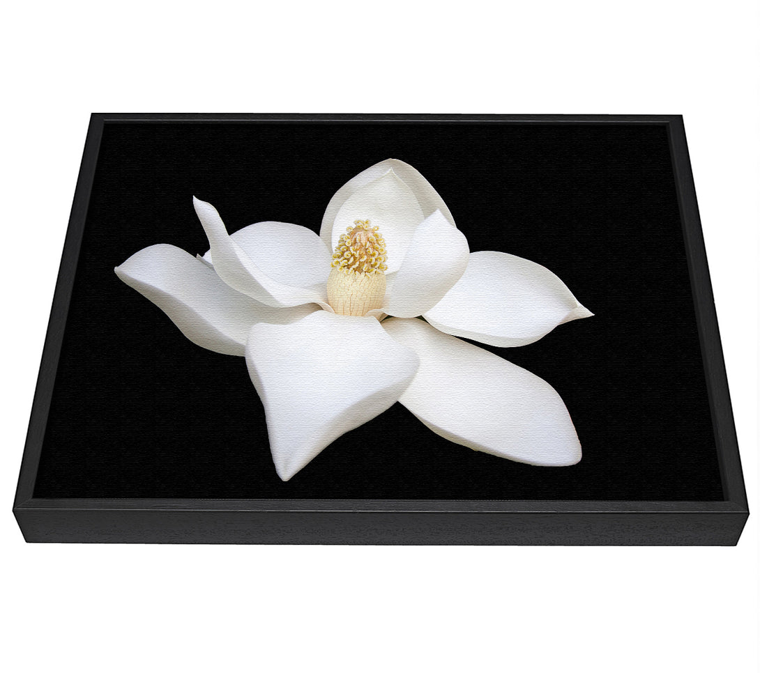 A picture of a White flower on black delicate framed canvas print sold by Wallart-Direct.co.uk