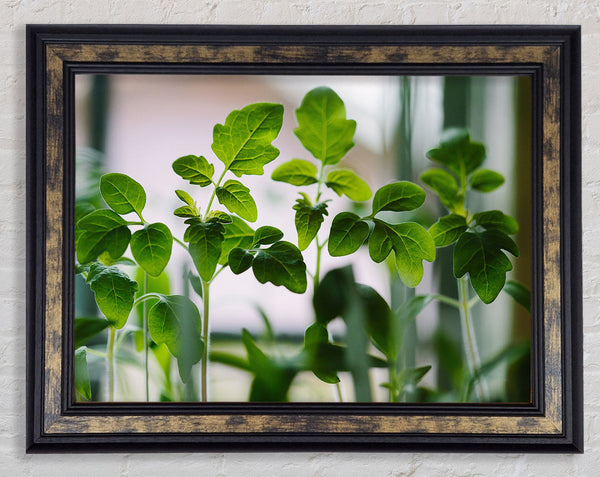 Baby foliage growing